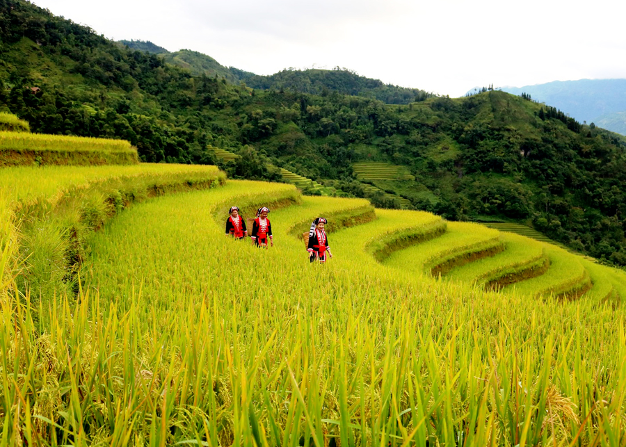 Sắc màu “Qua những miền di sản ruộng bậc thang” Hoàng Su Phì năm 2022