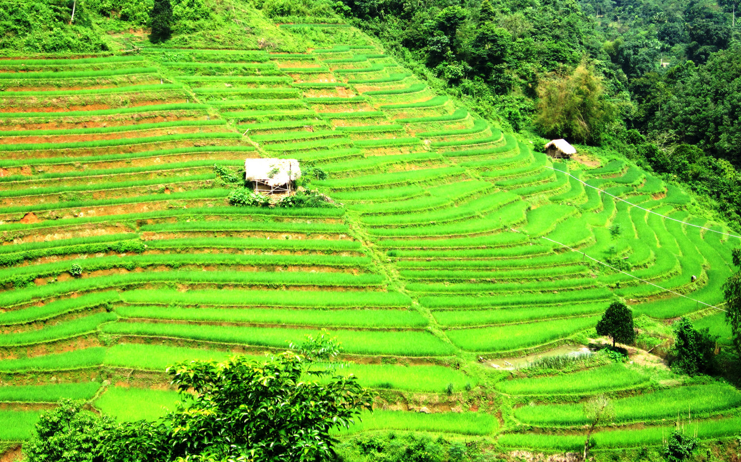 Vẻ đẹp ruộng bậc thang Tân Tiến