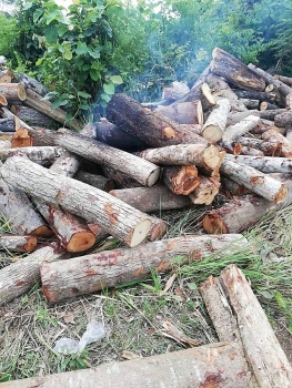 Lâm tặc tưới xăng đốt gỗ tang vật, một kiểm lâm viên bị bỏng