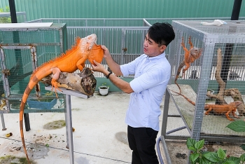 Người đàn ông nuôi hàng trăm con rồng Nam Mỹ ở Sài Gòn