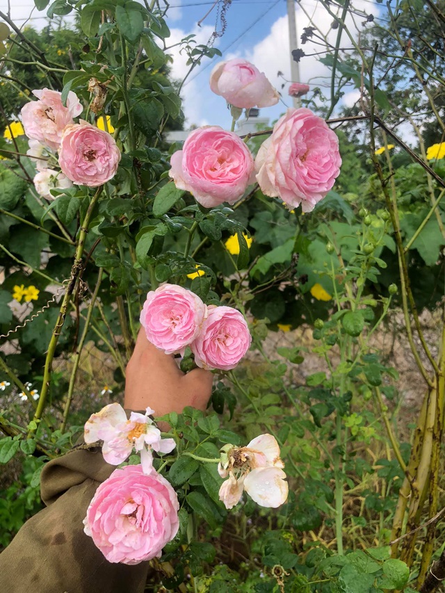 Khu vườn 2.000m2 với hơn 100 loại hoa hồng đẹp như cổ tích của 9X Đồng Nai - 2
