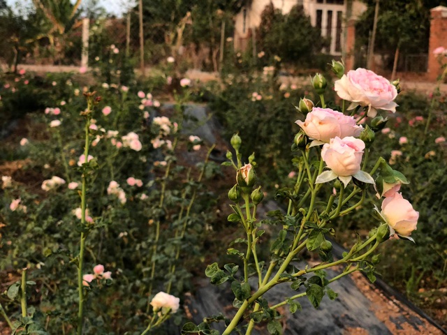 Khu vườn 2.000m2 với hơn 100 loại hoa hồng đẹp như cổ tích của 9X Đồng Nai - 8