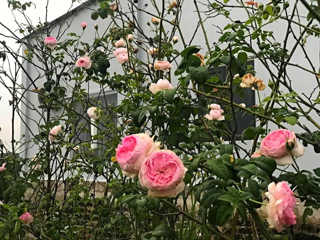 Khu vườn 2.000m2 với hơn 100 loại hoa hồng đẹp như cổ tích của 9X Đồng Nai - 4