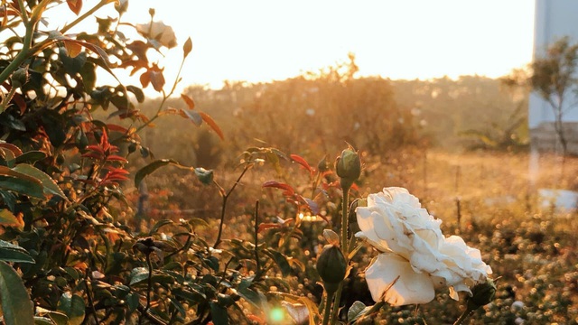 Khu vườn 2.000m2 với hơn 100 loại hoa hồng đẹp như cổ tích của 9X Đồng Nai - 7