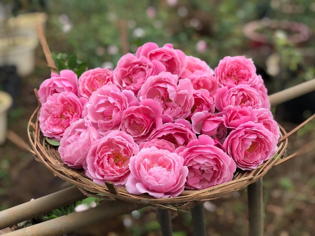 Khu vườn 2.000m2 với hơn 100 loại hoa hồng đẹp như cổ tích của 9X Đồng Nai - 11