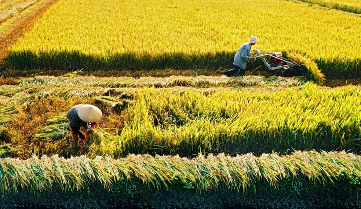 TPHCM chuyển hàng ngàn ha đất trồng lúa làm dự án bất động sản