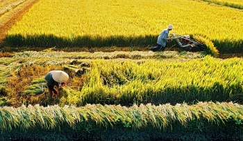 TP HCM chuyển hàng ngàn ha đất trồng lúa làm dự án bất động sản