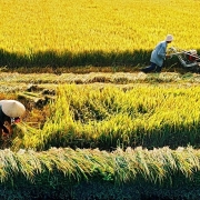 TP HCM chuyển hàng ngàn ha đất trồng lúa làm dự án bất động sản