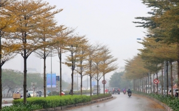 Bộ Công an yêu cầu định giá cây xanh ở Hà Nội