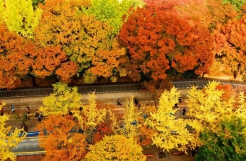 Những địa điểm ngắm lá vàng tuyệt đẹp ở Seoul - Hàn Quốc