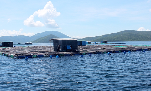 Tảo độc xuất hiện dày đặc trên vịnh Vân Phong