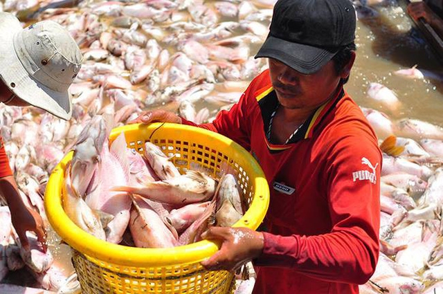 Đồng Nai hỗ trợ hơn 12 tỷ đồng vụ cá bè chết trên sông La Ngà
