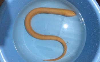 Người dân Quảng Bình bắt được con lươn vàng được ví như "sâm động vật"