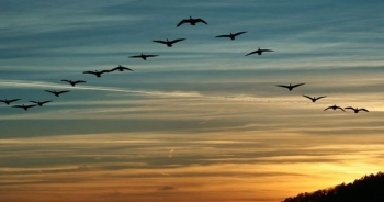 Bạn có biết: Tại sao một số loài chim lại phải đi di cư?