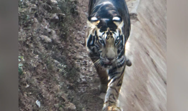 Hổ đen cực hiếm được phát hiện ở Ấn Độ - 1