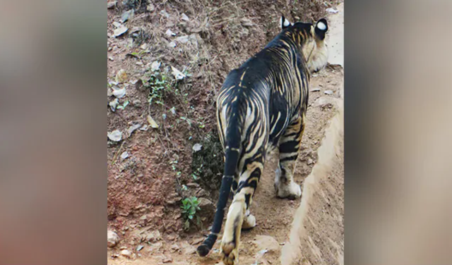 Hổ đen cực hiếm được phát hiện ở Ấn Độ - 3