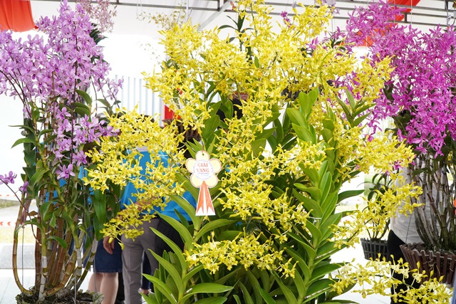 Hàng ngàn chậu lan khoe sắc tại hội thi hoa lan toàn quốc năm 2020 - 5