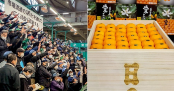 Choáng với thùng quýt Nhật Bản 20 kg được bán đấu giá hơn 200 triệu VND