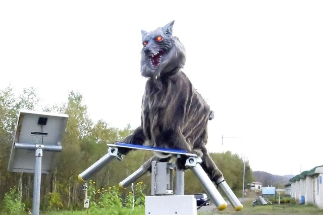 Nhật Bản sử dụng sói robot để xua đuổi và ngăn chặn gấu tấn công con người