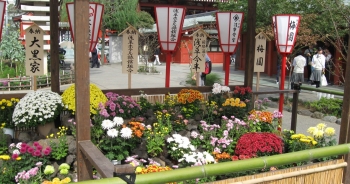 Cận cảnh đền thờ cổ kính nhất Tokyo rạng rỡ trong “lễ tưởng niệm hoa cúc”