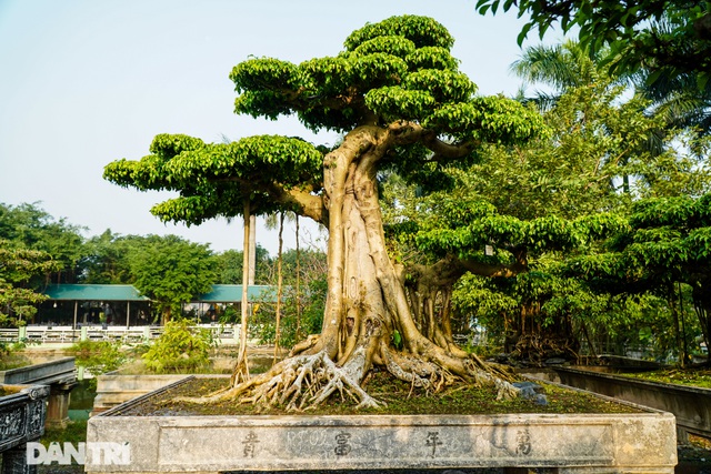 Chiêm ngưỡng cây sanh dáng cột cờ Hà Nội giá gần 2 tỷ đồng - 1