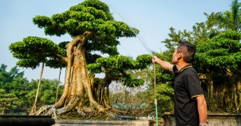 Chiêm ngưỡng cây sanh dáng cột cờ Hà Nội giá gần 2 tỷ đồng
