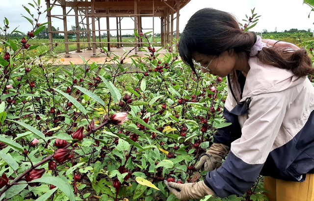 Sang Israel học trồng rau sạch, vợ chồng Việt về quê mở nông trại 6.000m2 - 7