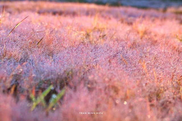 Đẹp như tranh vẽ mùa cỏ hồng Đà Lạt - 3