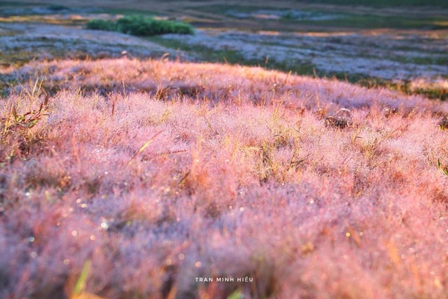Đẹp như tranh vẽ mùa cỏ hồng Đà Lạt - 1