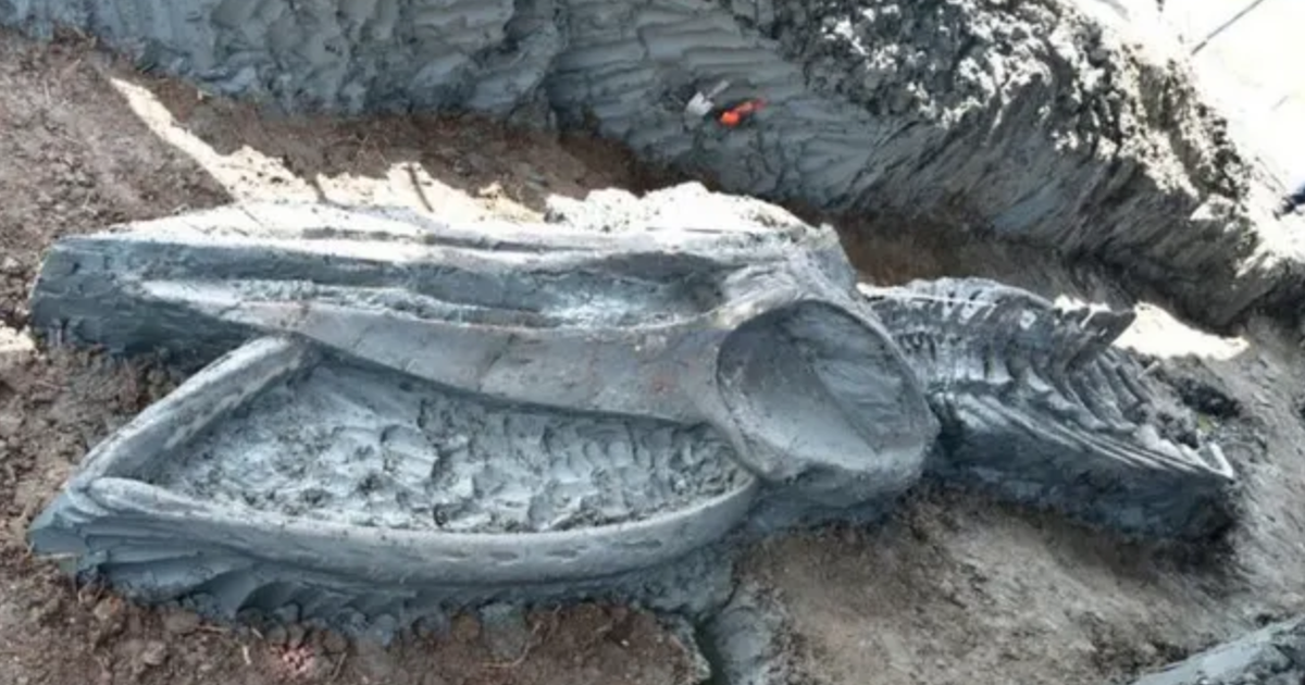 Tìm thấy hóa thạch cá voi cổ đại siêu hiếm 5000 năm ở Thái Lan