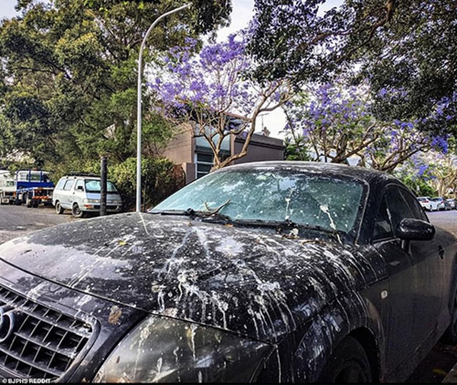 Cơn sốt hoa phượng tím mùa Xuân ở xứ Kangaroo - 2
