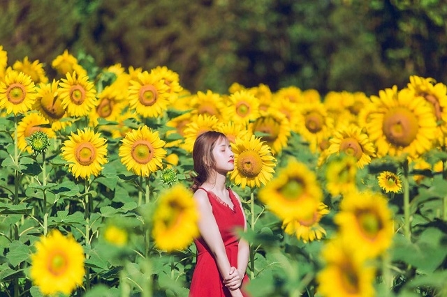 Những loài hoa “gây thương nhớ” ở Đà Lạt