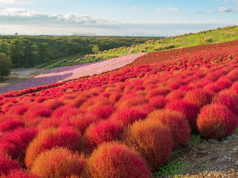 Mướt mắt những đồi cỏ Kochia rực rỡ ở Nhật Bản