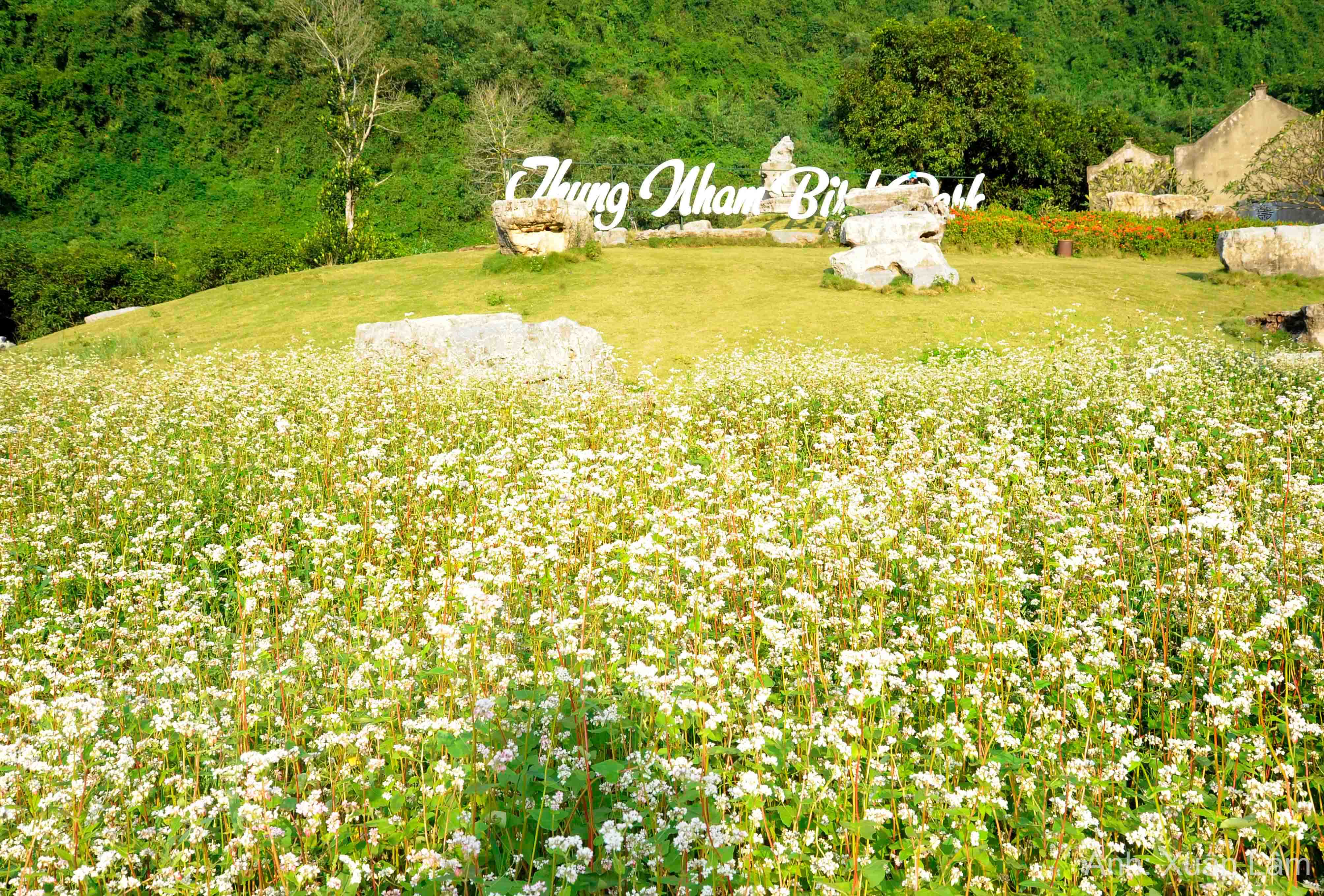 Đắm say mùa hoa tam giác mạch ở Ninh Bình