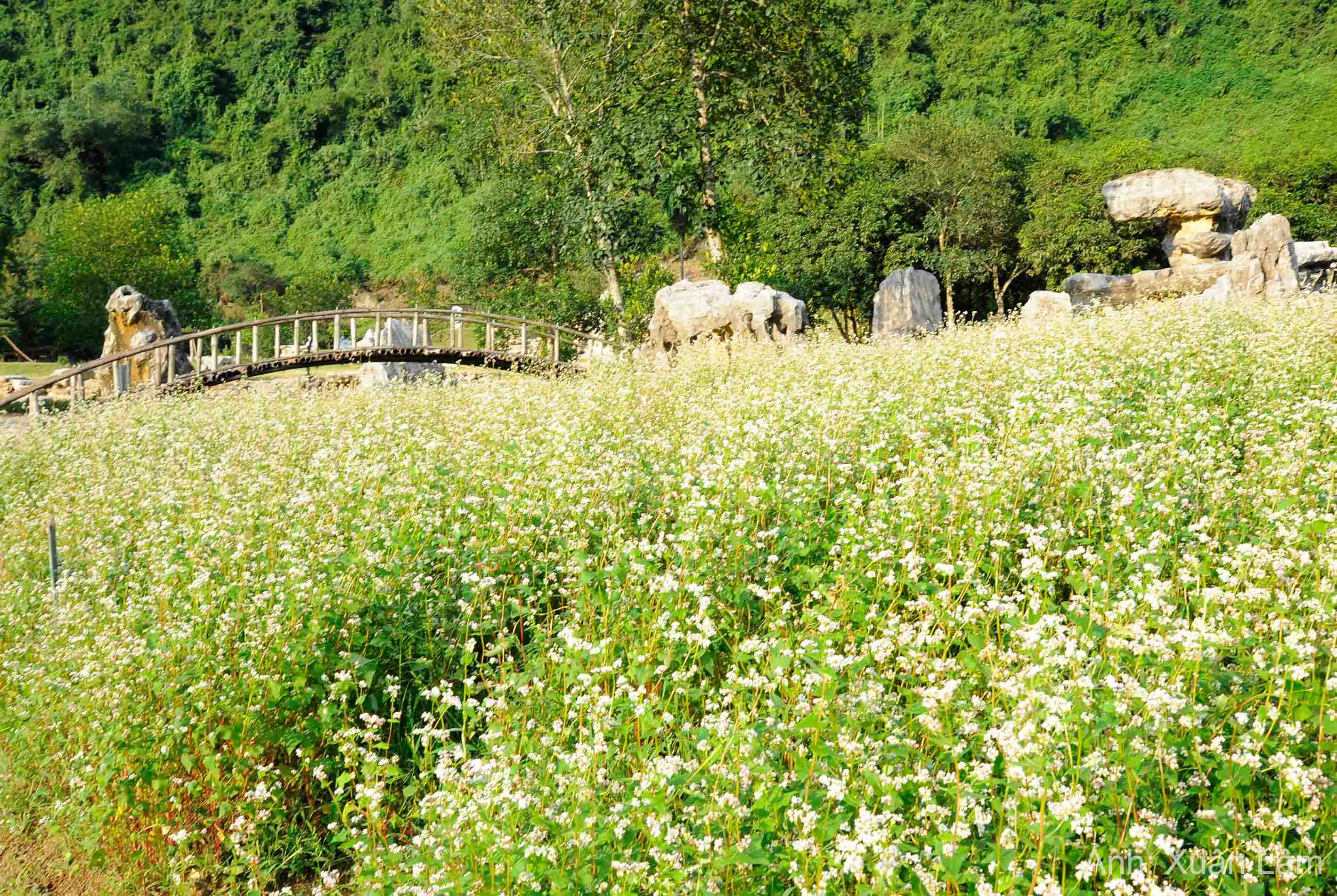 Đắm say mùa hoa tam giác mạch ở Ninh Bình