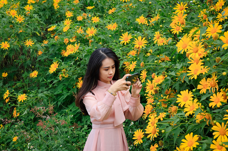 Lại một mùa hoa quỳ vàng rực rỡ tại Lâm Đồng