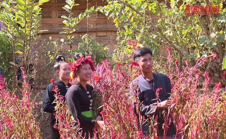 Độc đáo Tết hoa mào gà của người Cống bản Lả Chà, Điện Biên