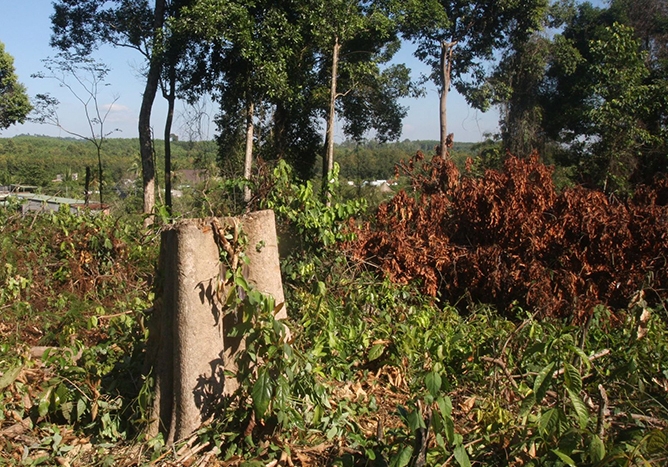 Khu bảo tồn đốn hạ 56 cây gỗ rừng