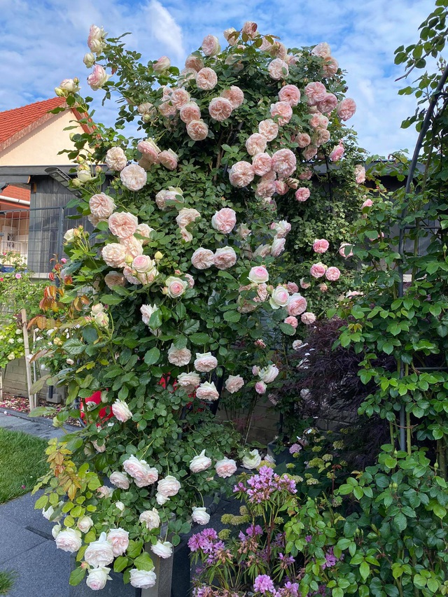Choáng ngợp vườn hồng ngoại đẹp như cổ tích của vợ chồng Việt ở trời Tây