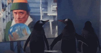 Công viên hối hả tìm giải pháp "giải buồn" cho… chim cánh cụt