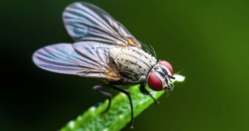 Nguồn gốc đôi cánh của côn trùng từ đâu?