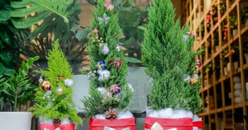 Xu hướng chơi cây tùng thơm thay cho cây thông mùa Noel 2020