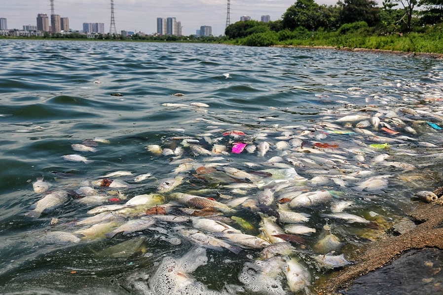 Hàng loạt cá chết bất thường tại hồ Yên Sở