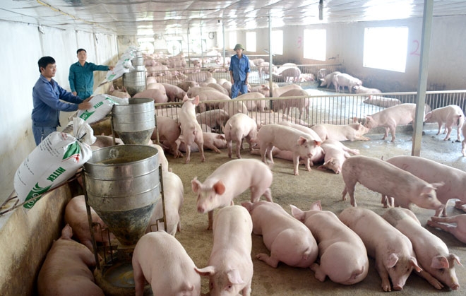 Chăn nuôi lợn tại tỉnh Vĩnh Phúc