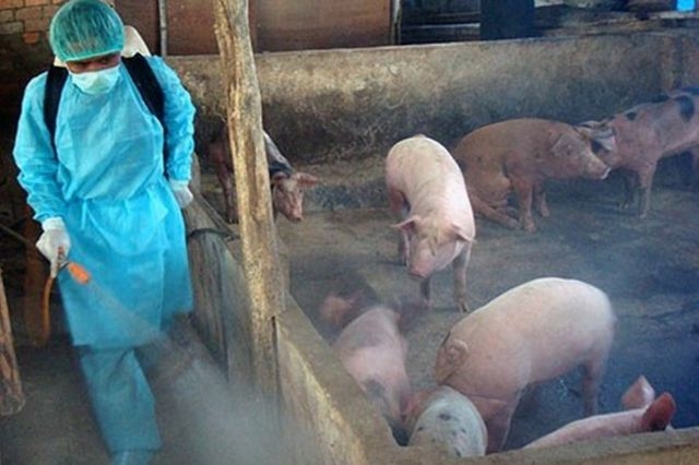 Hà Nội triển khai phương án phòng bệnh Dịch tả lợn châu Phi