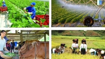 Áp dụng chính sách mới về hỗ trợ phí bảo hiểm nông nghiệp từ ngày 24/6/2022