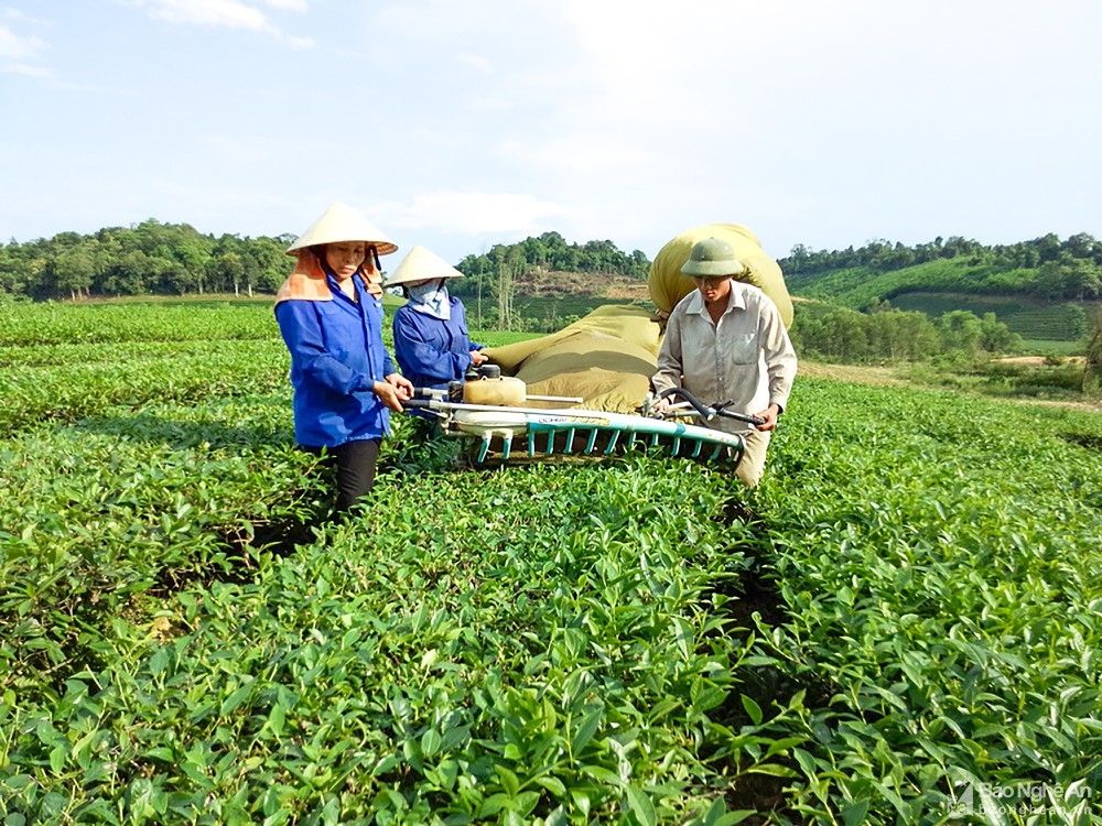 Chậm công bố báo cáo tài chính năm 2022, Tổng công ty Chè Nghệ An bị tạm dừng giao dịch cổ phiếu