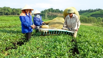 Chậm công bố báo cáo tài chính năm 2022, Tổng công ty Chè Nghệ An bị tạm dừng giao dịch cổ phiếu