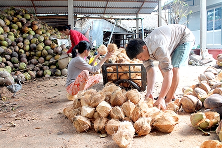 Bến Tre kiến nghị giải cứu trái dừa khô