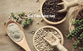 Giá tiêu hôm nay 26/7: Có dấu hiệu chững lại